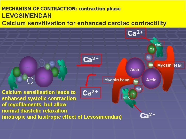 Il meccanismo contrattile: LEVOSIMENDAN fase di contrazione Calcium sensitisation for enhanced cardiac contractility MECHANISM
