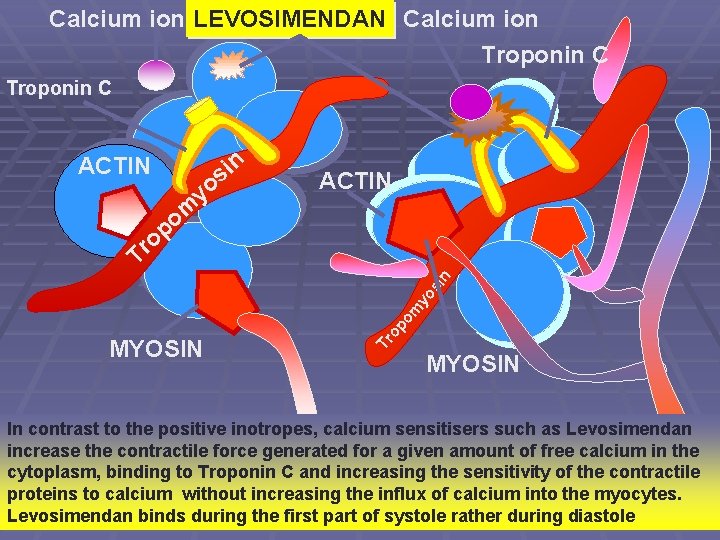 Calcium ion LEVOSIMENDAN Calcium ion Troponin C n i s ACTIN yo ACTIN m