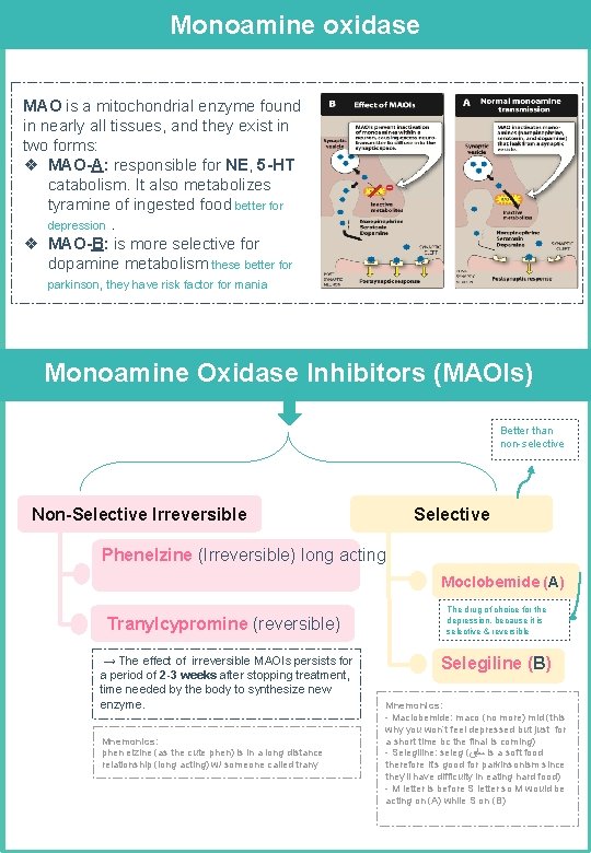 Monoamine oxidase MAO is a mitochondrial enzyme found in nearly all tissues, and they Monoamine oxidase MAO is a mitochondrial enzyme found in nearly all tissues, and they