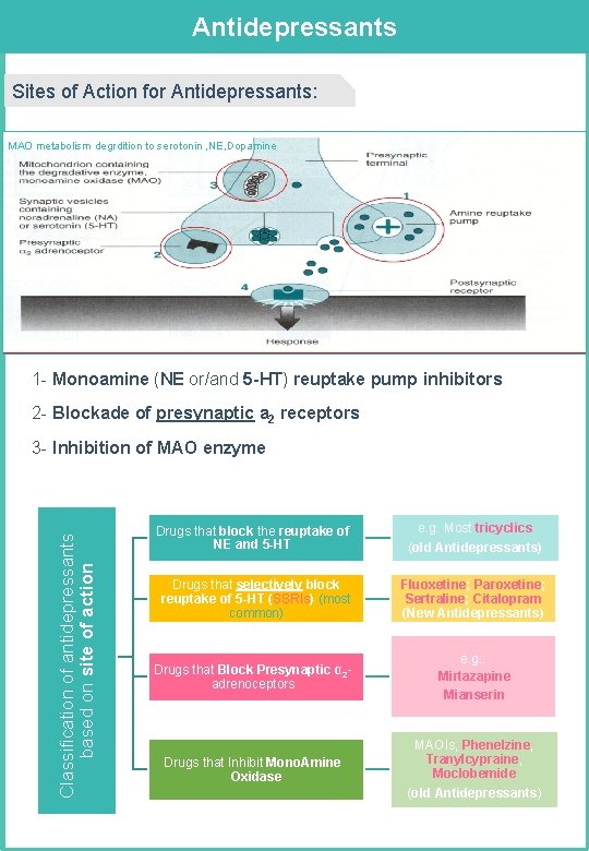 Antidepressants Sites of Action for Antidepressants: MAO metabolism degrdition to serotonin , NE, Dopamine Antidepressants Sites of Action for Antidepressants: MAO metabolism degrdition to serotonin , NE, Dopamine