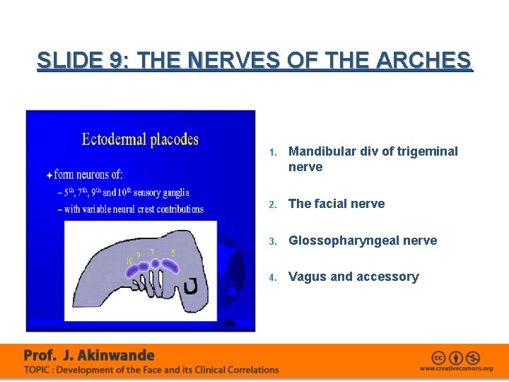 SLIDE 9: THE NERVES OF THE ARCHES 1. Mandibular div of trigeminal nerve 2.