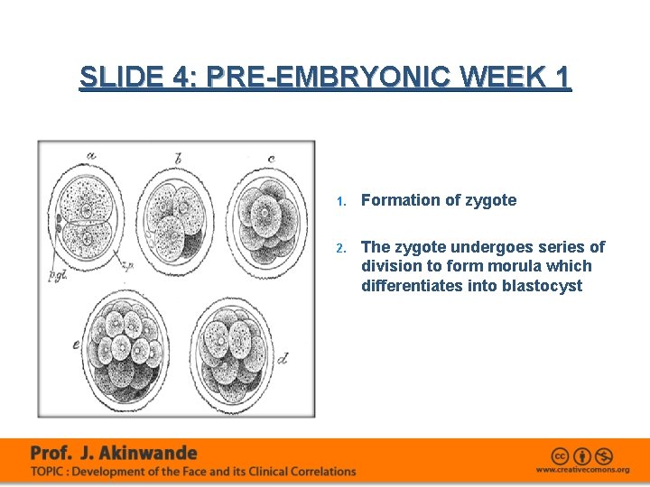 SLIDE 4: PRE-EMBRYONIC WEEK 1 1. Formation of zygote 2. The zygote undergoes series