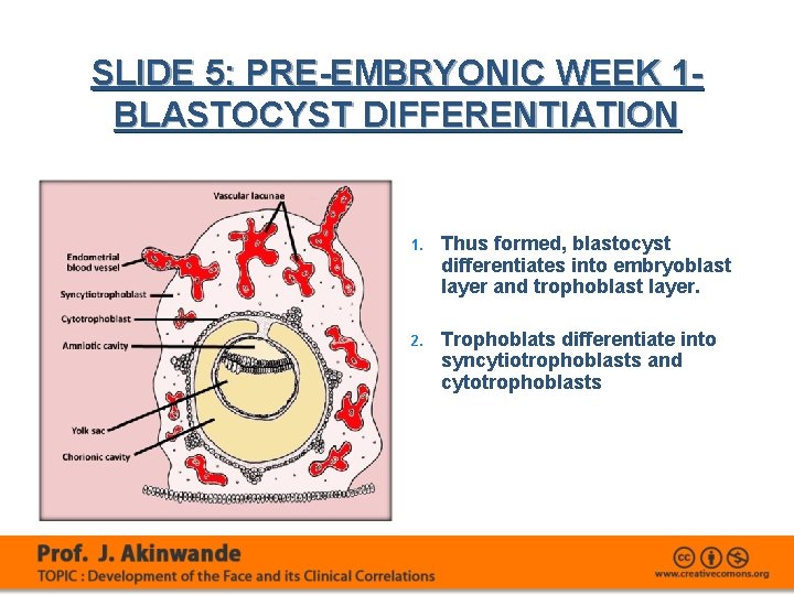 SLIDE 5: PRE-EMBRYONIC WEEK 1 - BLASTOCYST DIFFERENTIATION 1. Thus formed, blastocyst differentiates into