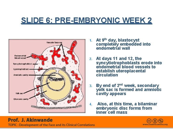 SLIDE 6: PRE-EMBRYONIC WEEK 2 1. At 9 th day, blastocyst completely embedded into