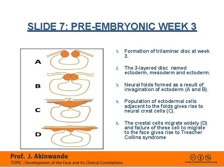 SLIDE 7: PRE-EMBRYONIC WEEK 3 1. Formation of trilaminar disc at week 3. 2.