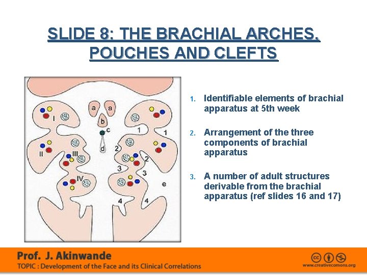 SLIDE 8: THE BRACHIAL ARCHES, POUCHES AND CLEFTS 1. Identifiable elements of brachial apparatus