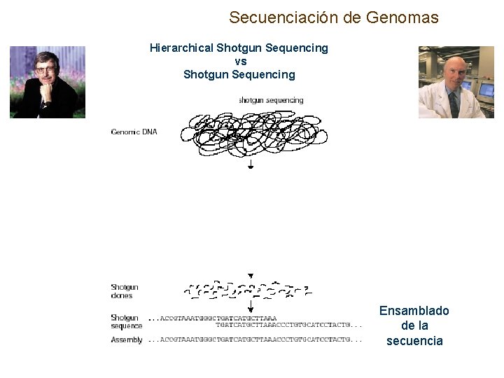 Secuenciación de Genomas Hierarchical Shotgun Sequencing vs Shotgun Sequencing Ensamblado de la secuencia 
