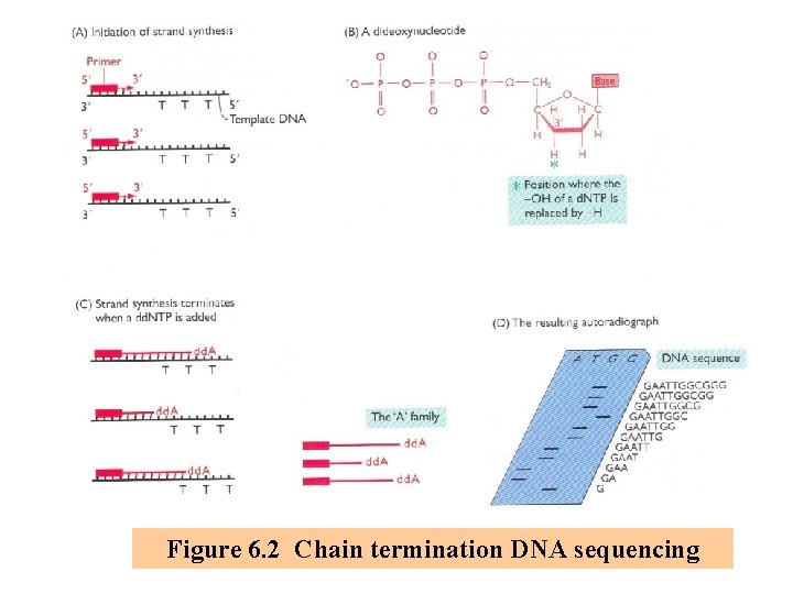 Figure 6. 2 Chain termination DNA sequencing 
