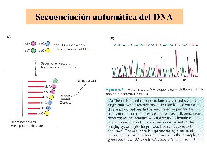 Secuenciación automática del DNA 