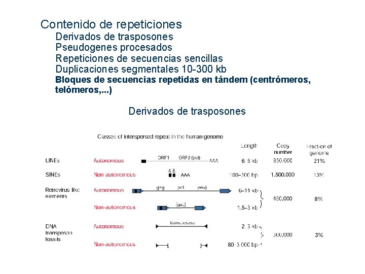  Contenido de repeticiones Derivados de trasposones Pseudogenes procesados Repeticiones de secuencias sencillas Duplicaciones