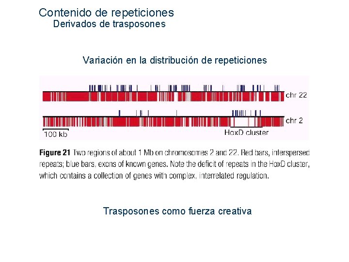  Contenido de repeticiones Derivados de trasposones Variación en la distribución de repeticiones Trasposones