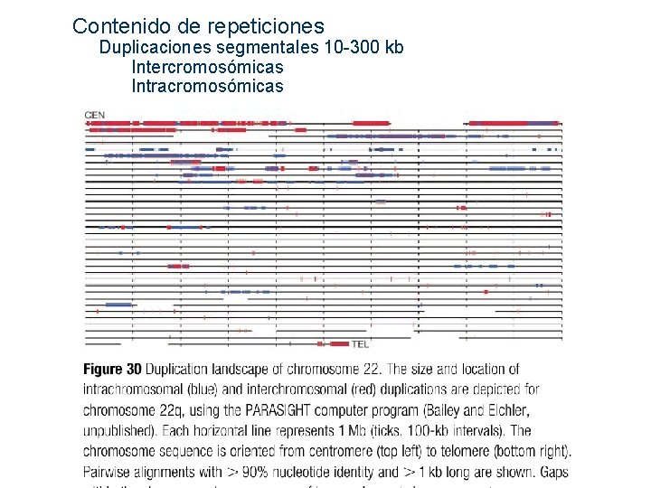  Contenido de repeticiones Duplicaciones segmentales 10 -300 kb Intercromosómicas Intracromosómicas 