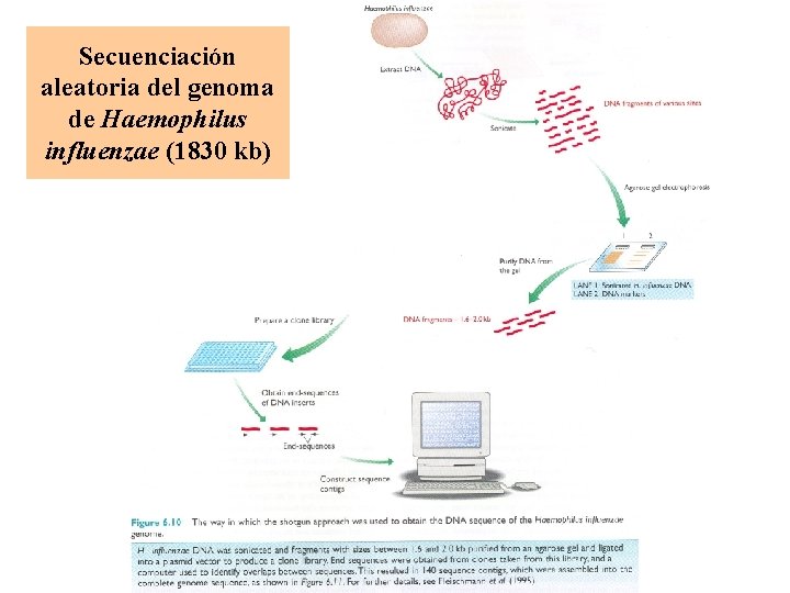 Secuenciación aleatoria del genoma de Haemophilus influenzae (1830 kb) 