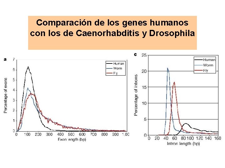 Comparación de los genes humanos con los de Caenorhabditis y Drosophila 