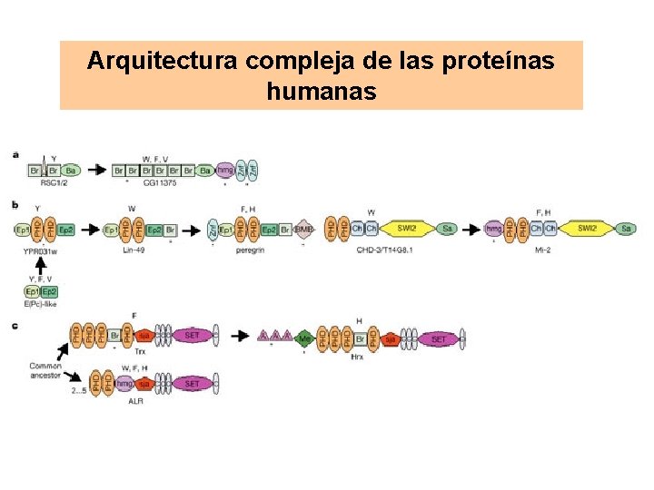Arquitectura compleja de las proteínas humanas 