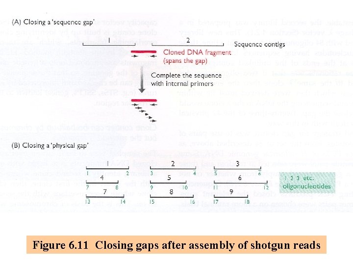 Figure 6. 11 Closing gaps after assembly of shotgun reads 