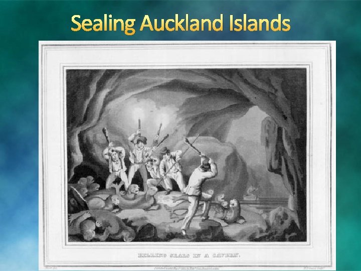 Sealing Auckland Islands 