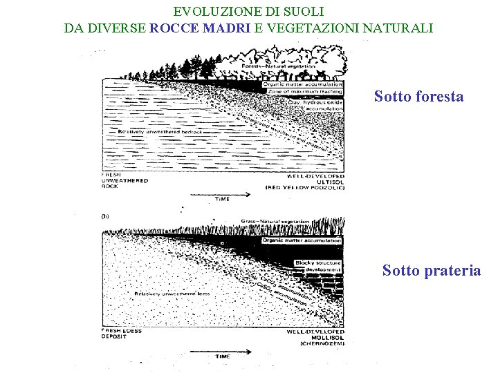 EVOLUZIONE DI SUOLI DA DIVERSE ROCCE MADRI E VEGETAZIONI NATURALI Sotto foresta Sotto prateria