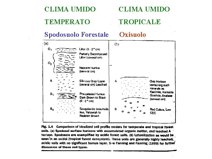 CLIMA UMIDO TEMPERATO CLIMA UMIDO TROPICALE Spodosuolo Forestale Oxisuolo 