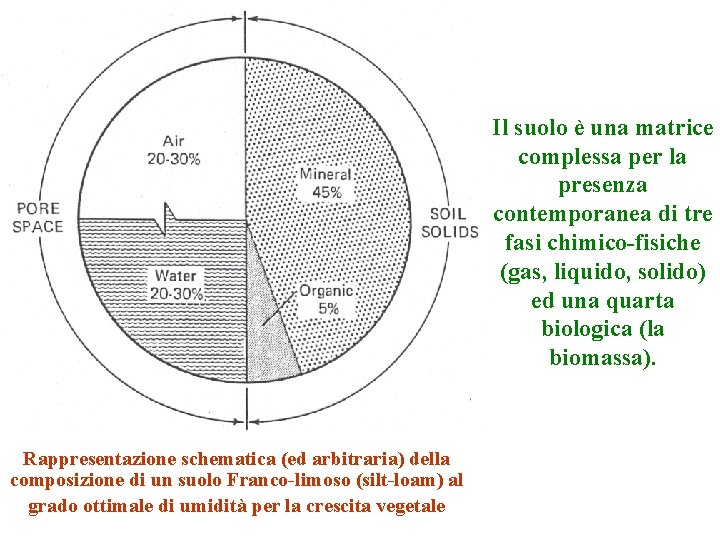 Il suolo è una matrice complessa per la presenza contemporanea di tre fasi chimico-fisiche