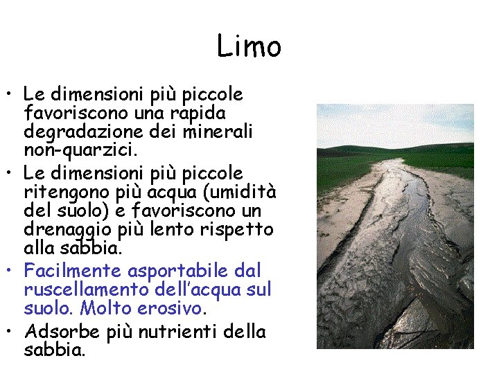 Limo • Le dimensioni più piccole favoriscono una rapida degradazione dei minerali non-quarzici. •