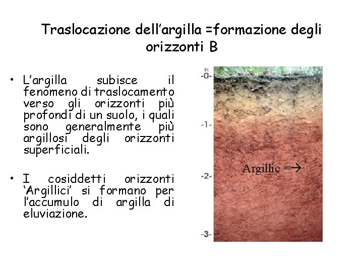 Traslocazione dell’argilla =formazione degli orizzonti B • L’argilla subisce il fenomeno di traslocamento verso