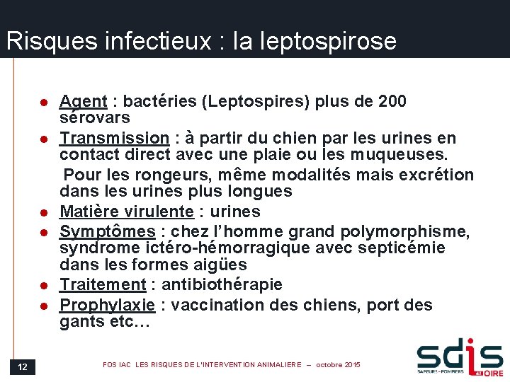 Risques infectieux : la leptospirose l l l 12 Agent : bactéries (Leptospires) plus