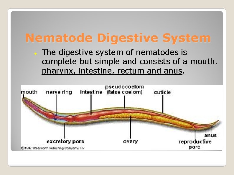 Nematode Digestive System The digestive system of nematodes is complete but simple and consists