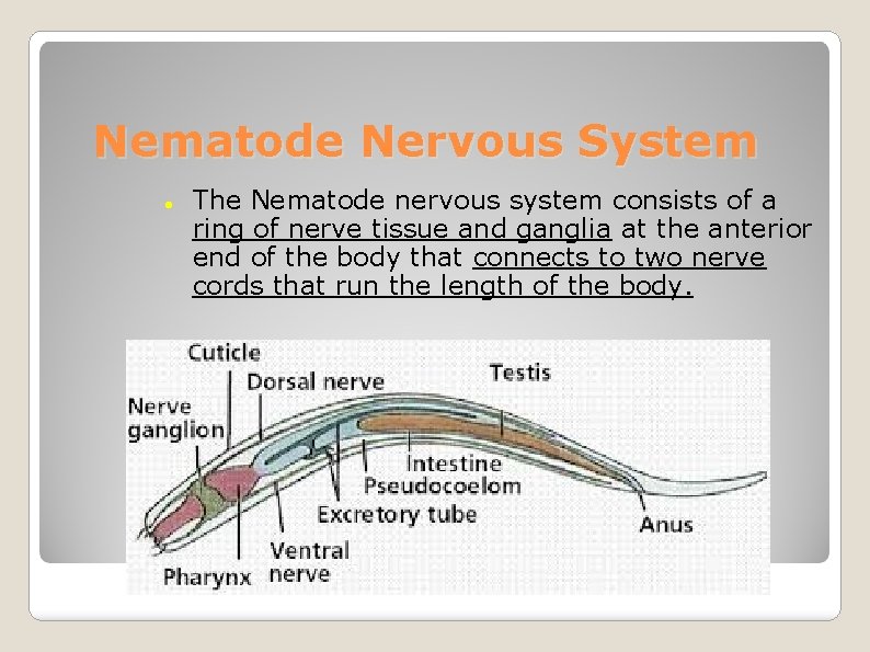 Nematode Nervous System The Nematode nervous system consists of a ring of nerve tissue