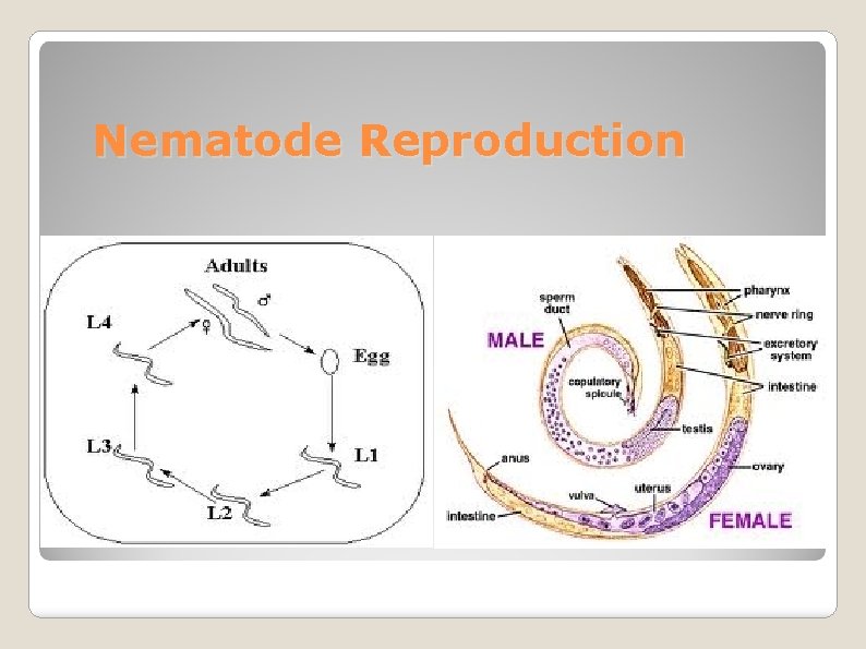 Nematode Reproduction 