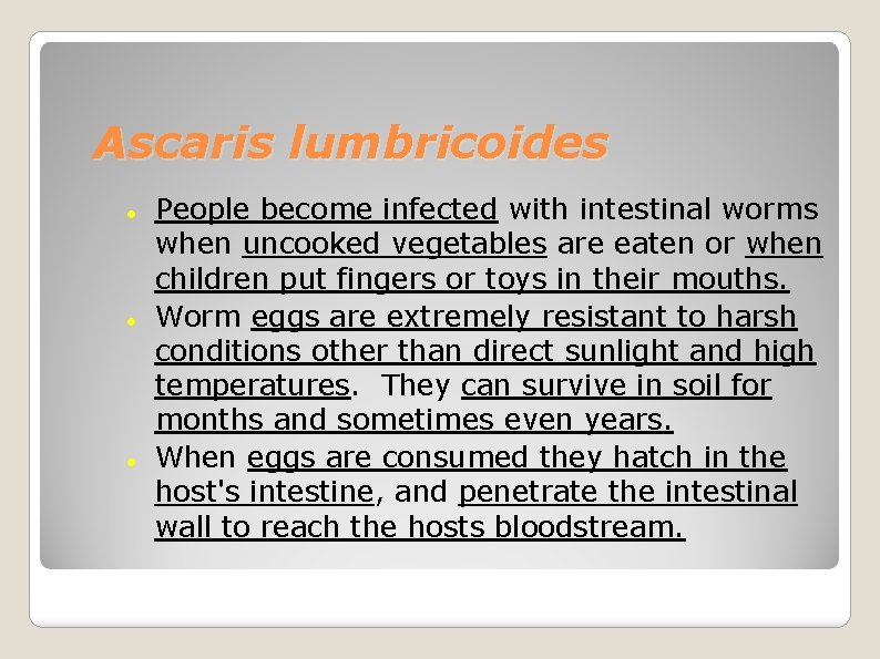 Ascaris lumbricoides People become infected with intestinal worms when uncooked vegetables are eaten or