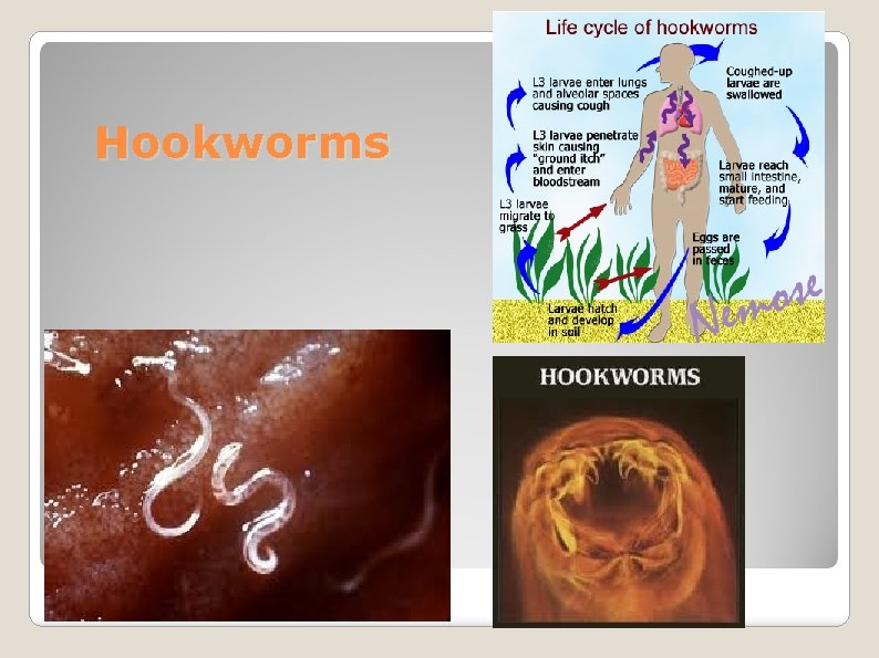Hookworms 
