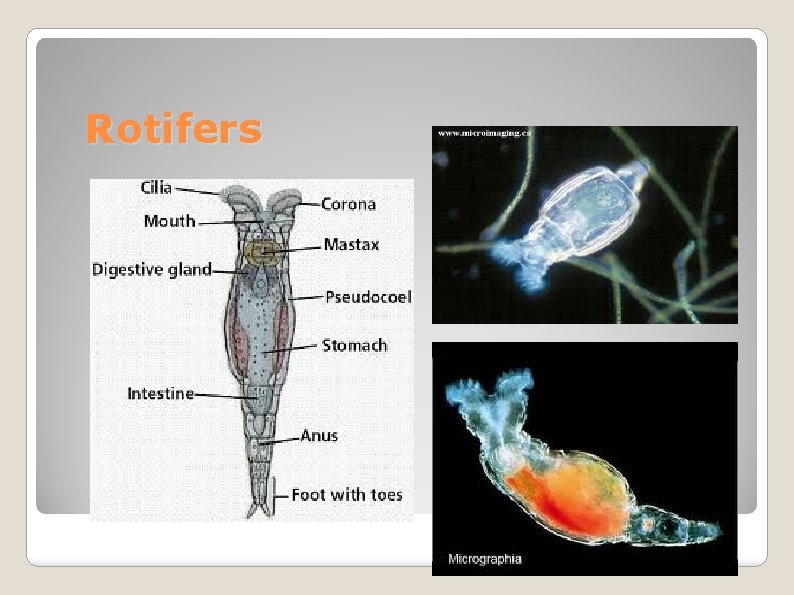Rotifers 