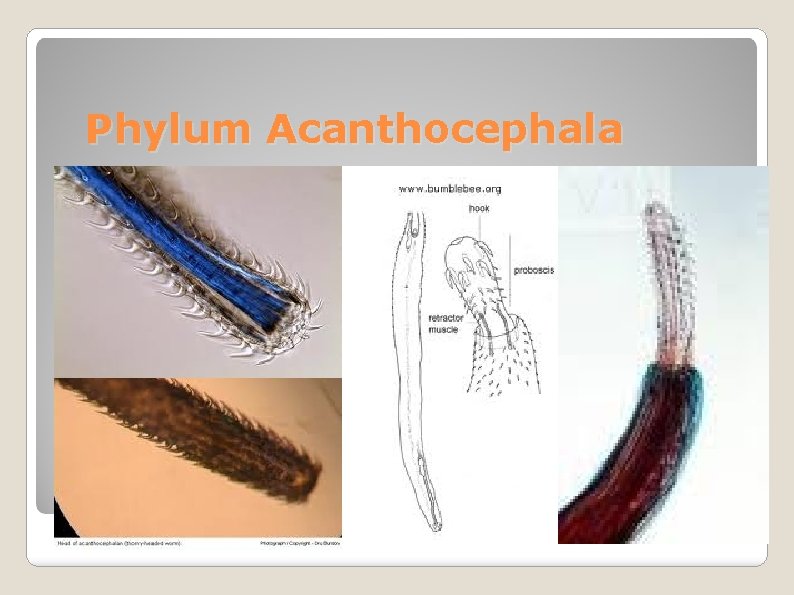 Phylum Acanthocephala 