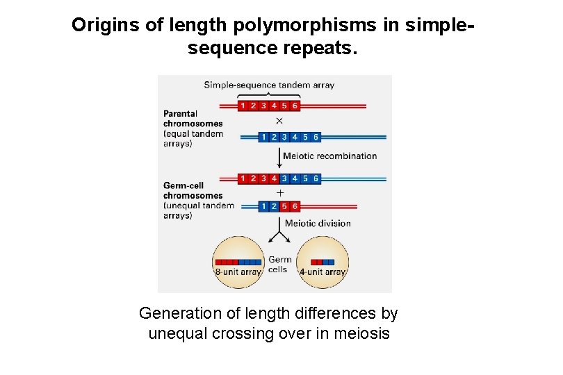 Origins of length polymorphisms in simplesequence repeats. Generation of length differences by unequal crossing