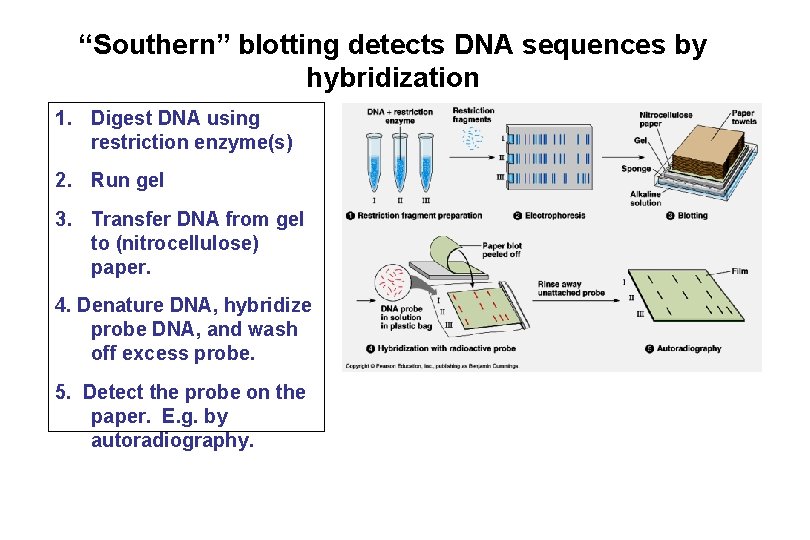 “Southern” blotting detects DNA sequences by hybridization 1. Digest DNA using restriction enzyme(s) 2.