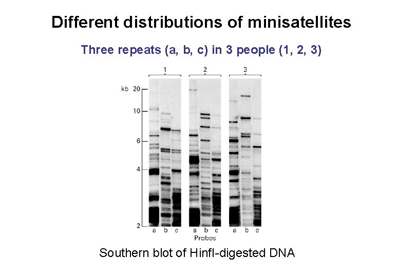 Different distributions of minisatellites Three repeats (a, b, c) in 3 people (1, 2,