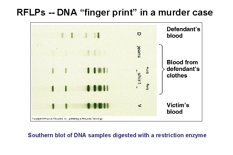RFLPs -- DNA “finger print” in a murder case Southern blot of DNA samples