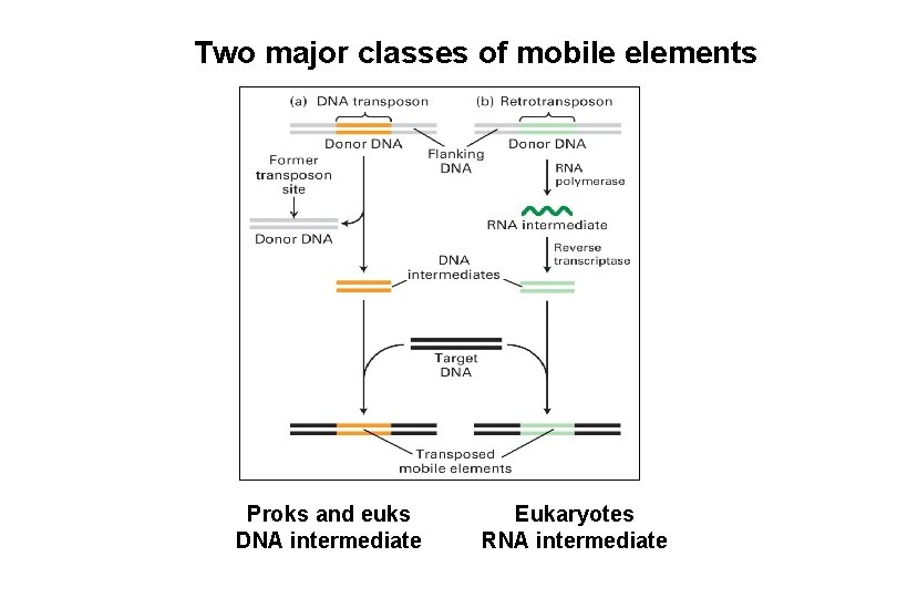 Two major classes of mobile elements Proks and euks DNA intermediate Eukaryotes RNA intermediate