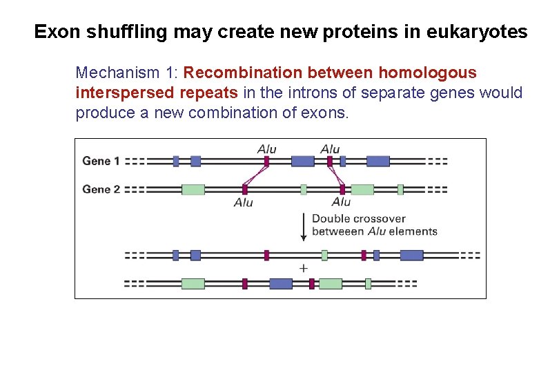 Exon shuffling may create new proteins in eukaryotes Mechanism 1: Recombination between homologous interspersed