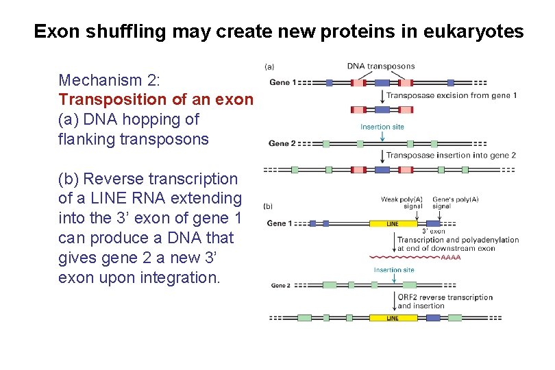 Exon shuffling may create new proteins in eukaryotes Mechanism 2: Transposition of an exon