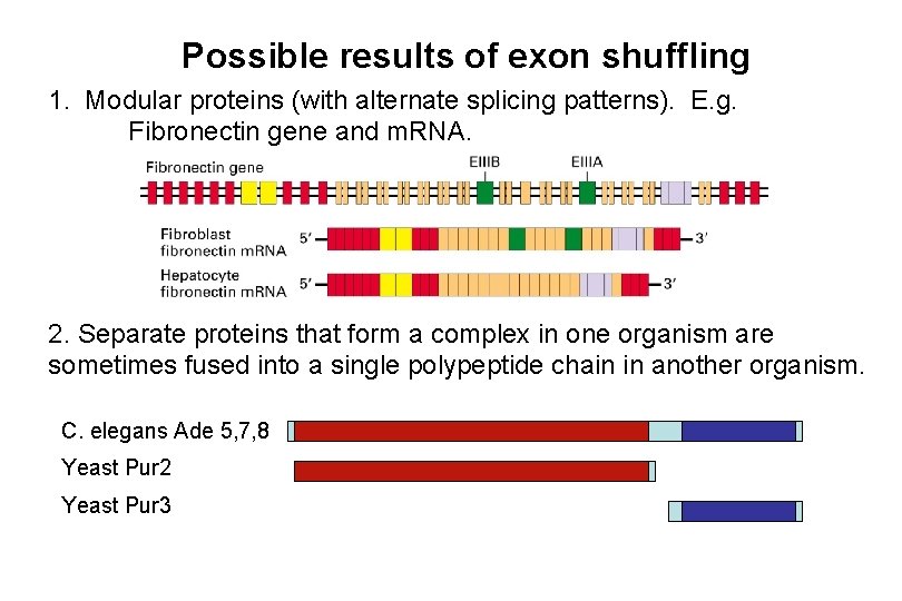 Possible results of exon shuffling 1. Modular proteins (with alternate splicing patterns). E. g.