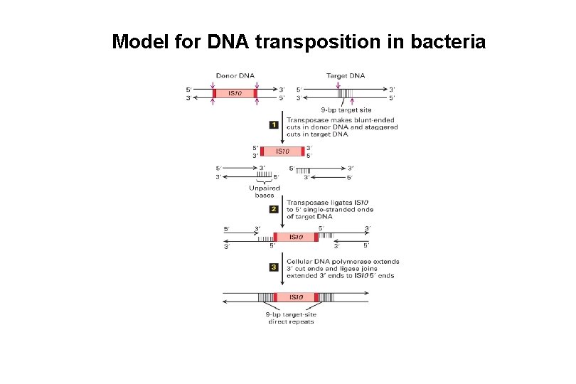 Model for DNA transposition in bacteria 