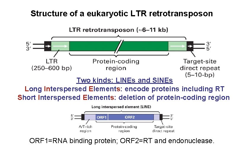 Structure of a eukaryotic LTR retrotransposon Two kinds: LINEs and SINEs Long Interspersed Elements: