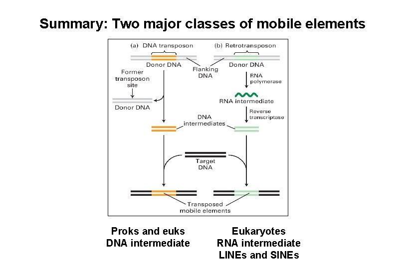 Summary: Two major classes of mobile elements Proks and euks DNA intermediate Eukaryotes RNA