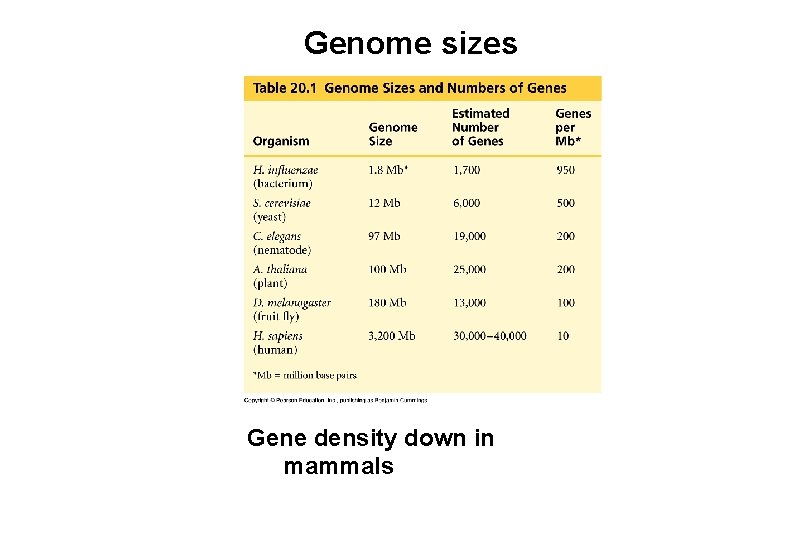 Genome sizes Gene density down in mammals 
