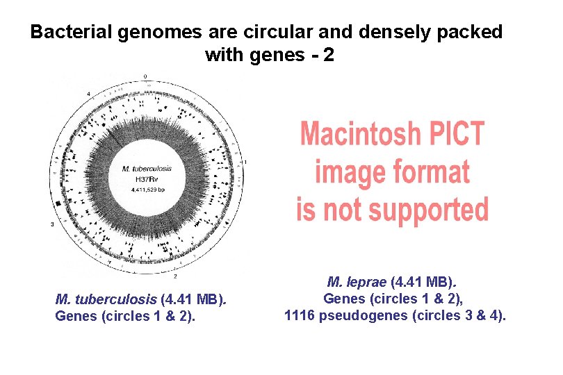 Bacterial genomes are circular and densely packed with genes - 2 M. tuberculosis (4.