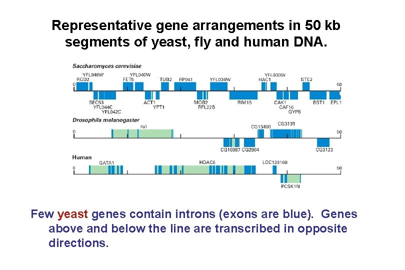 Representative gene arrangements in 50 kb segments of yeast, fly and human DNA. Few