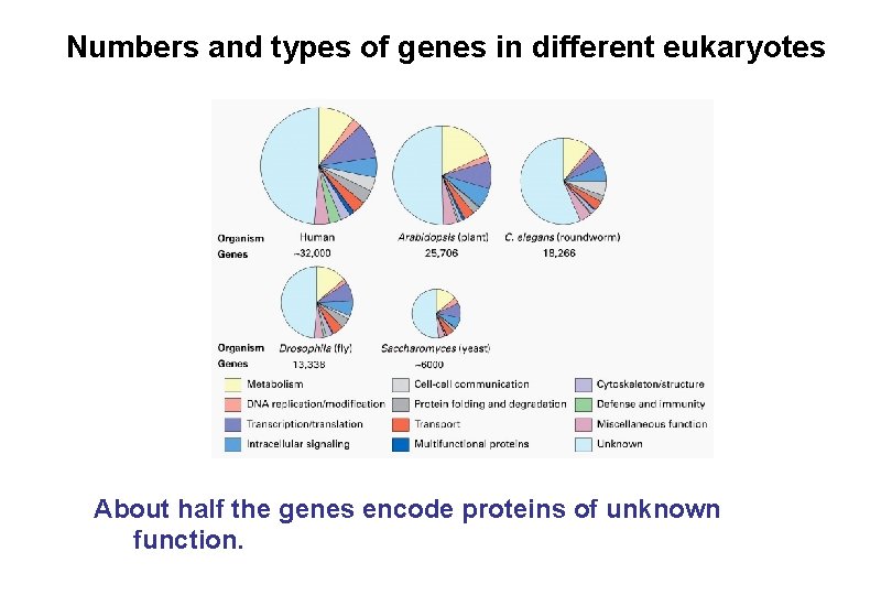 Numbers and types of genes in different eukaryotes About half the genes encode proteins