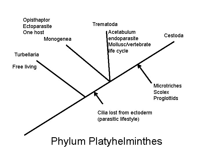 Opisthaptor Ectoparasite One host Monogenea Turbellaria Trematoda Acetabulum endoparasite Mollusc/vertebrate life cycle Cestoda Free